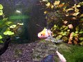 Cutest Fish in the WORLD