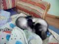 videos de Mała bitwa.FRETKI Ferret Ferrets Frettchen
