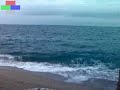 Facto delafe y las flores azules a la platja