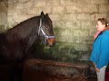 Malibu Following Me Around The Stable :)