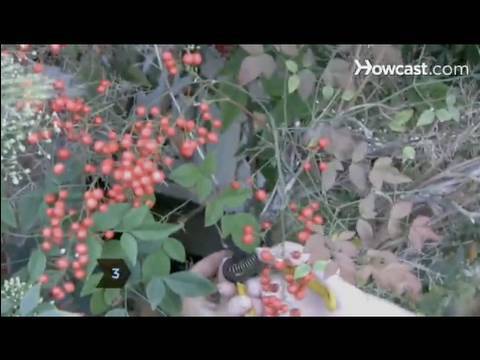 how to fertilize red tip photinia