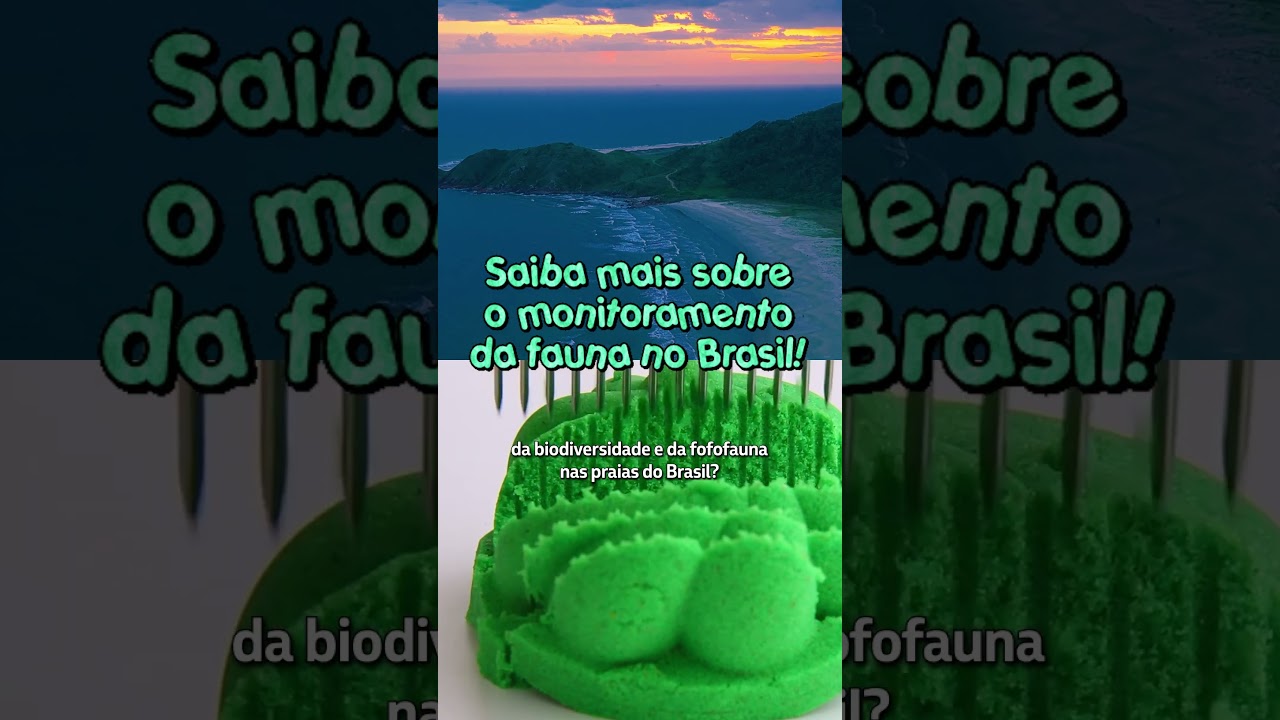 Viu um bichinho fofo na praia? Tem todo um cuidado acontecendo por trás disso