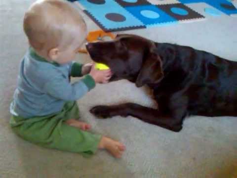 Baby Plays with Cute Chocolate Labrador Retriever!