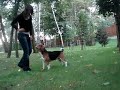 Beagle Arnold zmiana pozycji