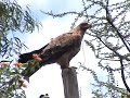 Tawny Eagle - Aquila rapax (2) Tawny Eagle - Aquila rapax (2)