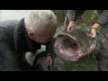 RIVER MONSTERS: Monster Catfish