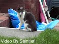 When Cats Attack Again When Cats Attack Again