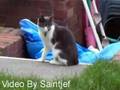 When Cats Attack Again