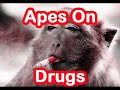 ApesOnDurgs - The Real Slim Shady