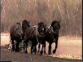 Neil Dimmock plows
