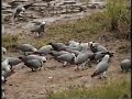 African Grey Parrots in the Wild