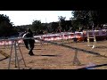 BRADDY (16.11.08) - Open agility TOSSUTS BRADDY (16.11.08) - Open agility TOSSUTS