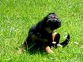Yorkshire Terrier x Jrt Echo
