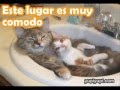 Animales divertidos