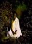 Assassination of Samdech Choun Nat and Emergence of KR
