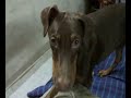 5 month old  doberman   pinscher  thinks he can beat the pillow.