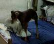 Foto v�deo