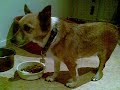 My dog midas drinking, eating, and trying to hump my arm