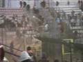 Widzew - Lechia awantura hooligans