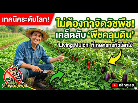 เทคนิคปกคลุมดินไม่ต้องถอนวัชพืช ง่ายและได้ผล