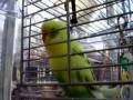 (French) Talking Bird Li'l Babi Speaks English!