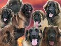 love leonberger! love leonberger!