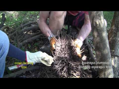 how to transplant asparagus fern