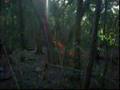 Ver Video