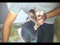 Click here to watch this video Chaton bengal www.des-nuits-de-felins.com