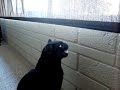 Growling Cat