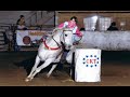 Barrel Racing Arabians