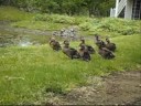 Ducks (attack of)
