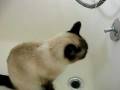 videos de My cat drinks from the bathtub.