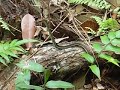 Cool Ribbon Snake