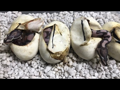 YouTube reptile video