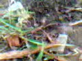 Real snake