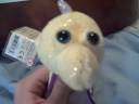 Subscribe ot the seahorse Subscribe ot the seahorse