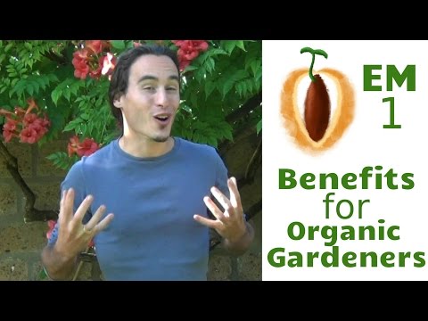 how to grow effective microorganisms