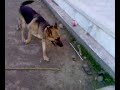 Dog Fun