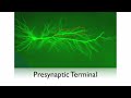 The Normal Neuron The Normal Neuron