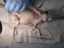 Cannulation of Rat Tail Vein and Right Carotid Cannulation of Rat Tail Vein and Right Carotid