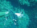 Una corvina tra scoglio e posidonia Una corvina tra scoglio e posidonia