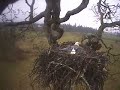 bald eagle fighting over nest,juveniles intrude bald eagle fighting over nest,juveniles intrude