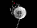 Evermore - - - W.A.S.P.