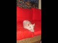 yaki, my pig in phnom penh