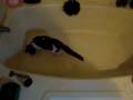 videos de Zippy Kitty