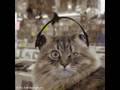 Singing cats