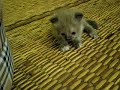 Cute Kitten 2 Cute Kitten 2