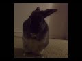 My pet rabbit Charlé-Murphé caught being cute for the camera!