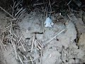 surface finds